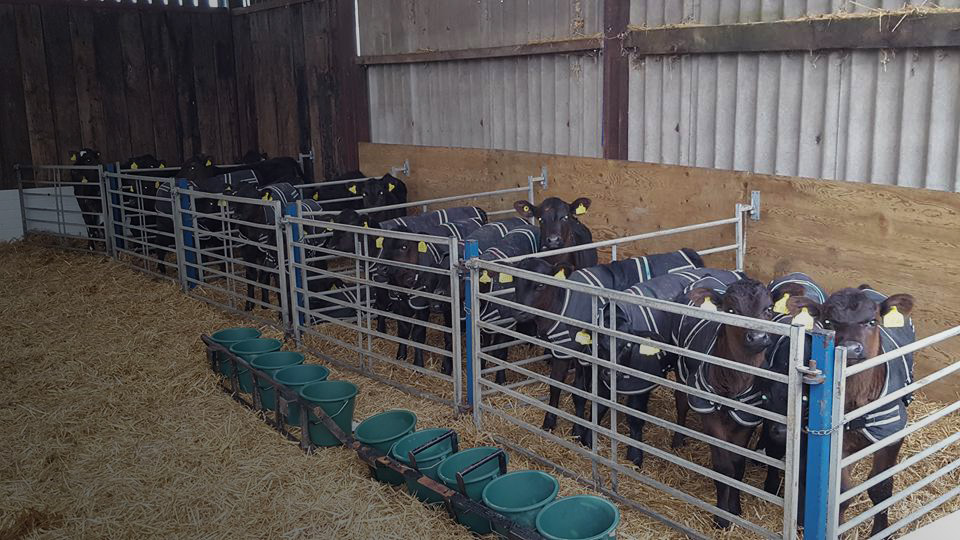 Calf Jackets