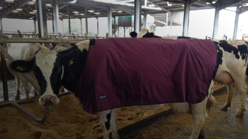 Downer and sick cow rugs
