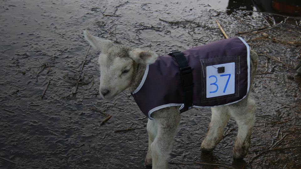 Lamb Jackets