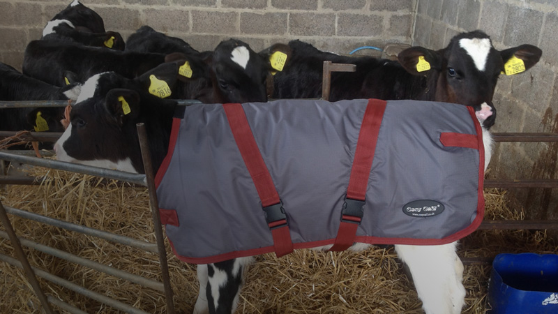 Youngstock Jackets