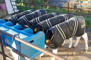 A group of calves in housing