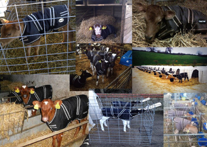 Calves in a group housing pen wearing Cosy Calf jackets