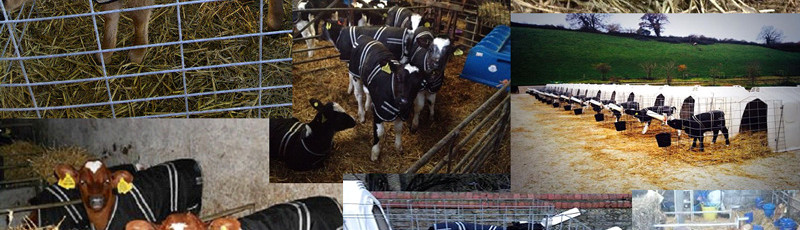 A group of calves in a housing pen wearing Cosy Calf jackets