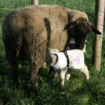 Lamb Jacket
