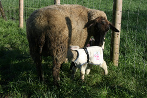 Lamb jacket on a newborn lamb