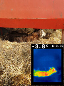 Calf 3 - Negative 3.0 degrees celcius (without jacket)